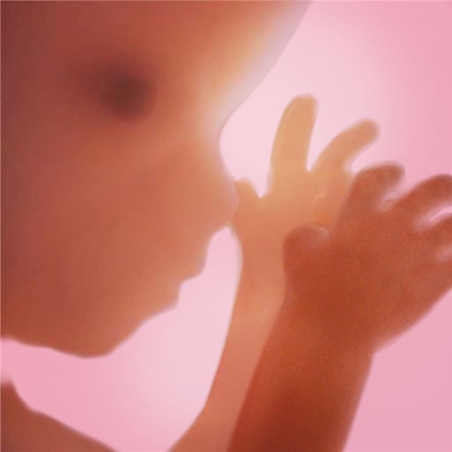 Logo for Pregnancy +