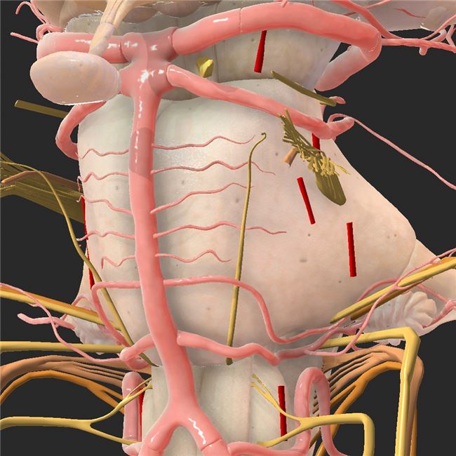 Logo for Brainstem and SEZ anatomy 